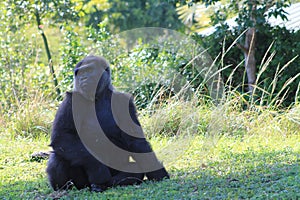 Portrait of female gorilla