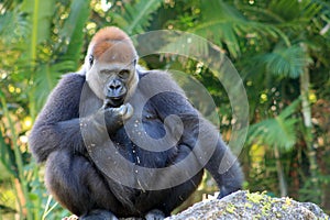 Portrait female gorilla eating