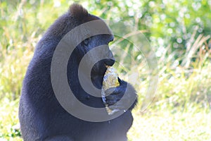 Portrait female gorilla and popcorn