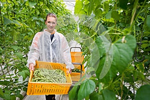 Portrait of female greenhouse worker carrying crate with harvest