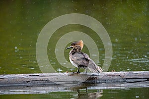 Portrait of female Hooded Merganser