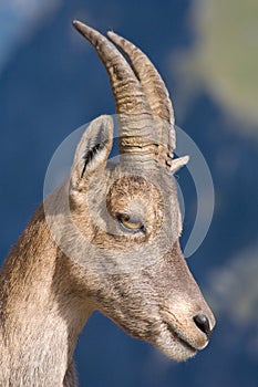 Portrait of a female Ibex