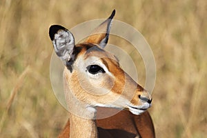 Portrait of female impala