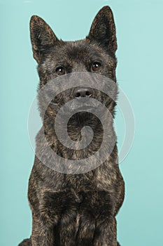 Portrait of a female Kai Ken dog the national japanese breed looking at the camera on a turquoise blue background