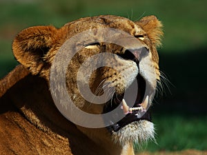 Portrait of a female lion