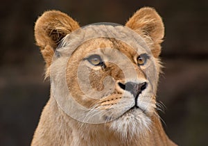 Portrait of a female lion
