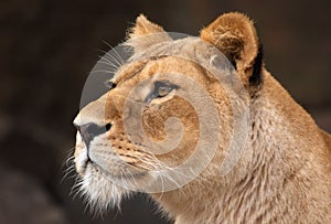 Portrait of a female lion