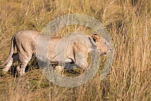 Portrait of Female lion, leo panthera, hunting in the tall grass of the Maasai Mara in Kenya, Africa
