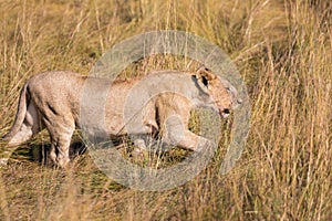 Portrait of Female lion, leo panthera, hunting in the tall grass of the Maasai Mara in Kenya, Africa