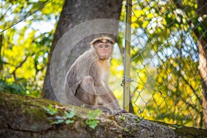 Portrait of a female macaque (Macaca radiata)