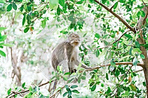 Portrait of a female macaque sitting on a tree against the background of the jungle. A monkey climbs a thin tree branch