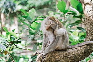 Portrait of a female macaque sitting on a tree against the background of the jungle. The monkey scratches its ear with