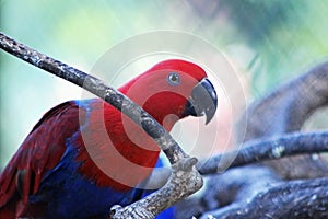 A portrait of female Moluccan eclectus (Eclectus roratus)