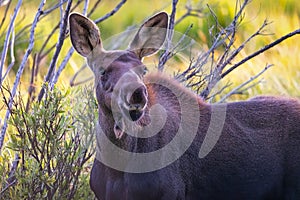 Portrait of a Female Moose in Rocky Mountain National Park