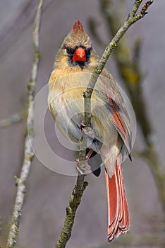 Portrait of a Female Northern Cardinal