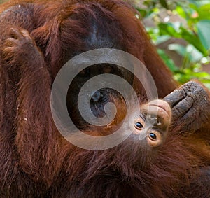 Portrait of a female orangutan with a baby in the wild. Indonesia. The island of Kalimantan (Borneo).