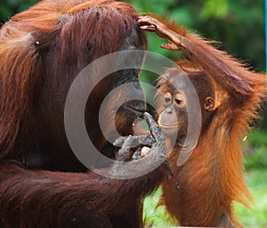 Portrait of a female orangutan with a baby in the wild. Indonesia. The island of Kalimantan Borneo.