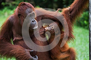 Portrait of a female orangutan with a baby in the wild. Indonesia. The island of Kalimantan Borneo.