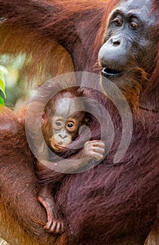 Portrait of a female orangutan with a baby in the wild. Indonesia. The island of Kalimantan Borneo.