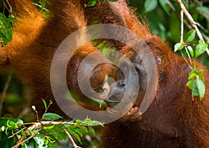 Portrait of a female orangutan with a baby in the wild. Indonesia. The island of Kalimantan (Borneo).