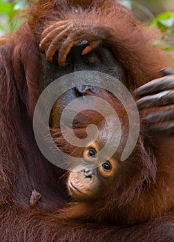 Portrait of a female orangutan with a baby in the wild. Indonesia. The island of Kalimantan (Borneo).