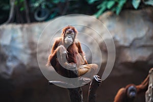 Portrait of female orangutan