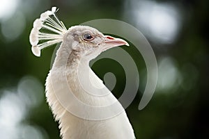 Portrait of female peahen photo