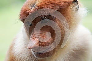 Portrait of Female Proboscis Monkey Nasalis larvatus