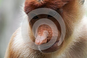 Portrait of Female Proboscis Monkey Nasalis larvatus