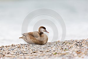Portrait of female red-crested duck Netta rufina sitting on pe