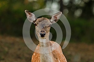 Portrait of a female Roe Deer (Dama dama)