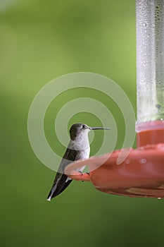 Portrait of a female Ruby Throated Hummingbird