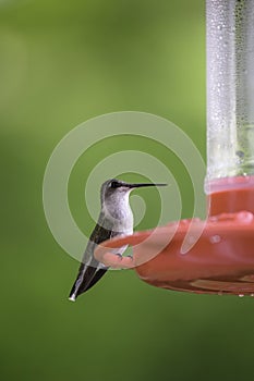 Portrait of a female Ruby Throated Hummingbird