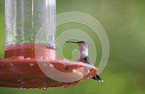 Portrait of a female Ruby Throated Hummingbird