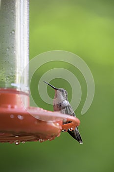 Portrait of a Female Ruby Throated Hummingbird