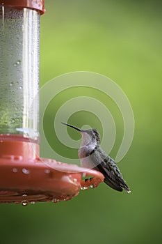 Portrait of a Female Ruby Throated Hummingbird