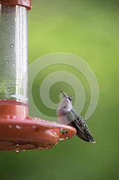 Portrait of a Female Ruby Throated Hummingbird