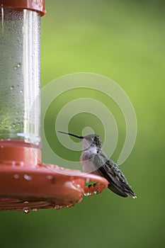 Portrait of a female Ruby Throated Hummingbird