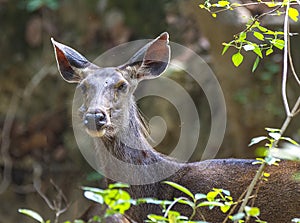 Portrait of female sambar deer - Rusa unicolor in forest photo