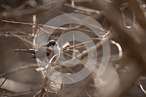 Portrait of a female sardinian warbler perched on a branch