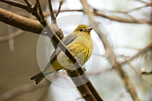 Portrait of female Scarlet Tanager Piranga olivacea.