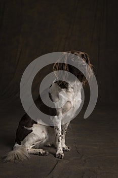 Portrait of a female small munsterlander dog, heidewachtel, sitting on a brown background