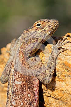 Portrait of a female southern rock agama sitting on a rock, South Africa