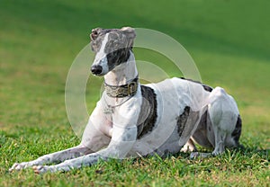 Portrait of a female spanish greyhound dog