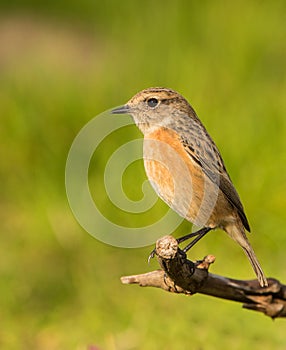 Portrait of a female Stonechat