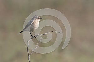 Portrait of female stonechat sitting on a branch
