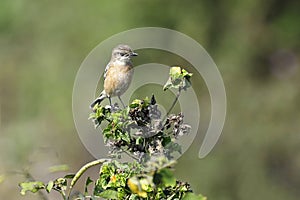 Portrait of Female Stonechat Sitting on a Branch