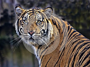 Portrait of a female, Sumatran Tiger, Panthera tigris sumatrae observing the surroundings