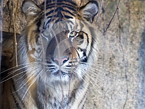 Portrait of a female Sumatran tiger, Panthera tigris sumatrae zoo in Jihlava