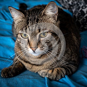Portrait of female tabby cat sitting on the bed.